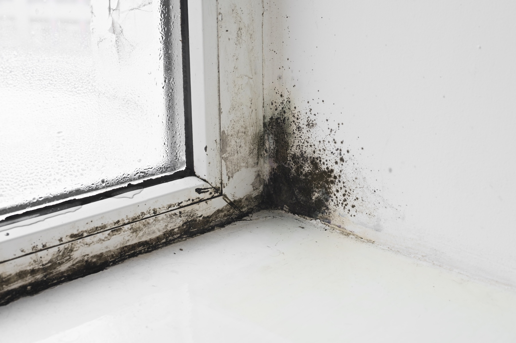 Black mold growth around a commercial window in Knoxville