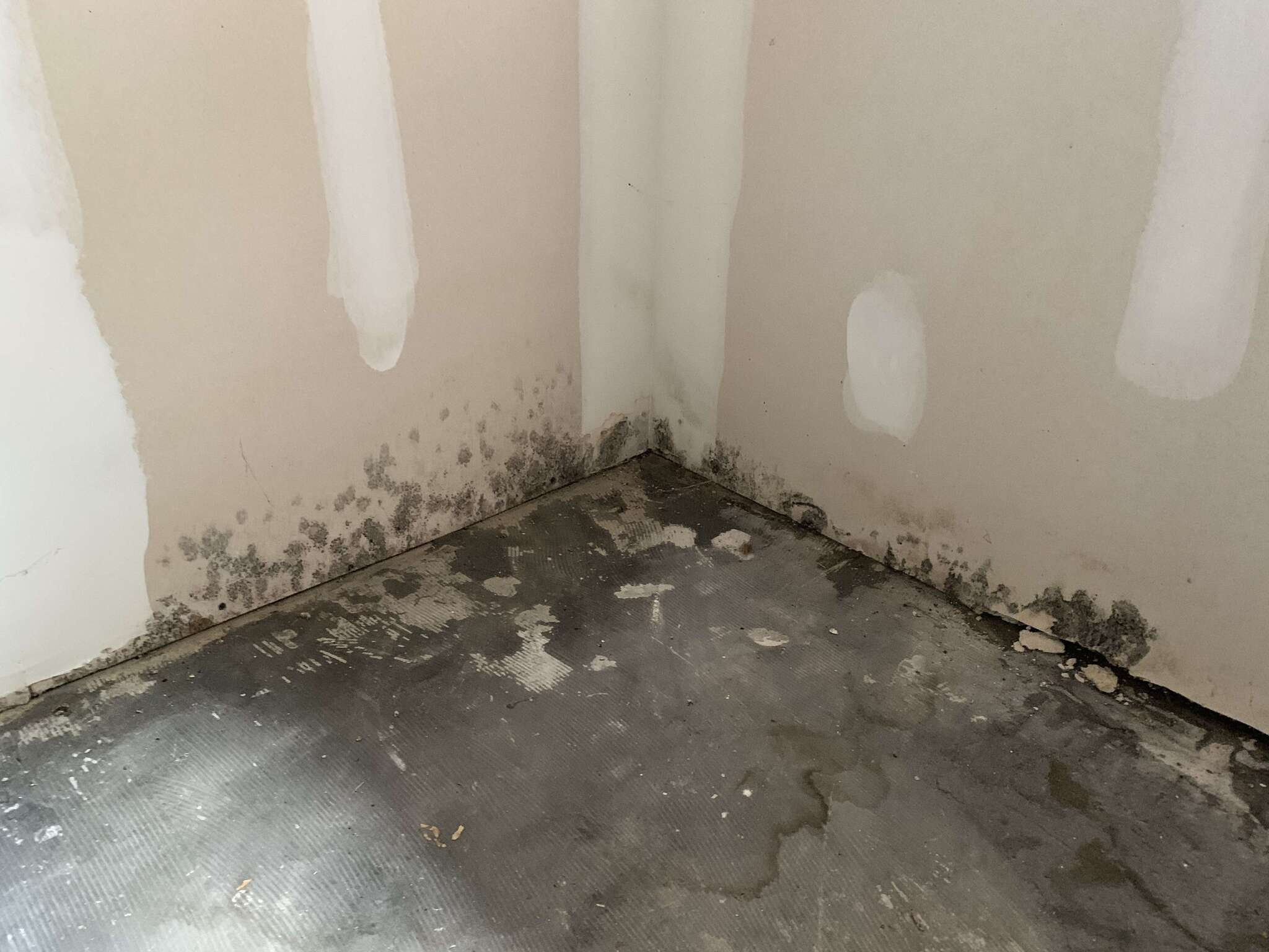 Mold growth on wall and floor corner in a Knoxville home