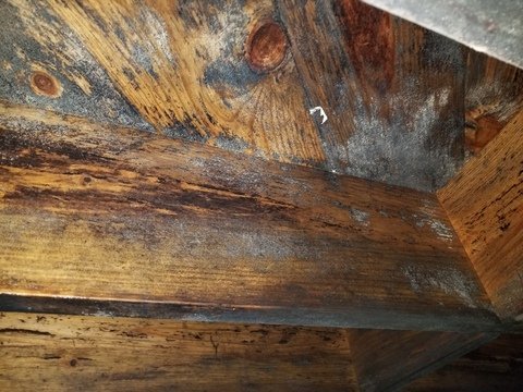 Mold Remediation - Independent Restoration Services of Knoxville